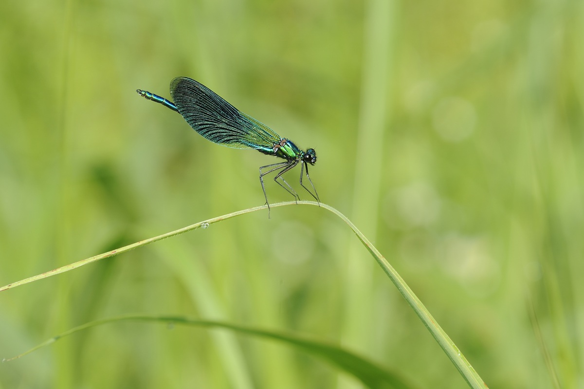Calopteryx splendens?